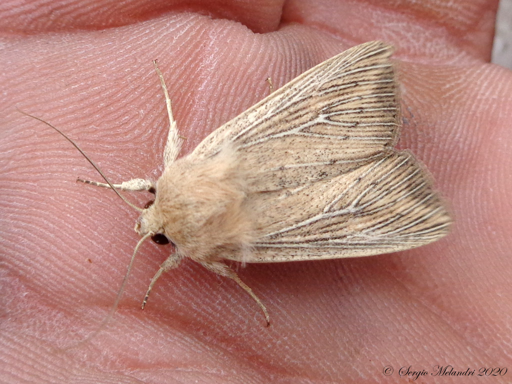 Noctuidae da ID: Leucania (Leucania) obsoleta